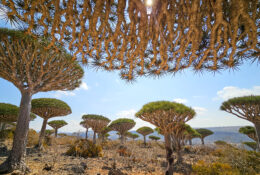 Socotra_2025 (67/76)